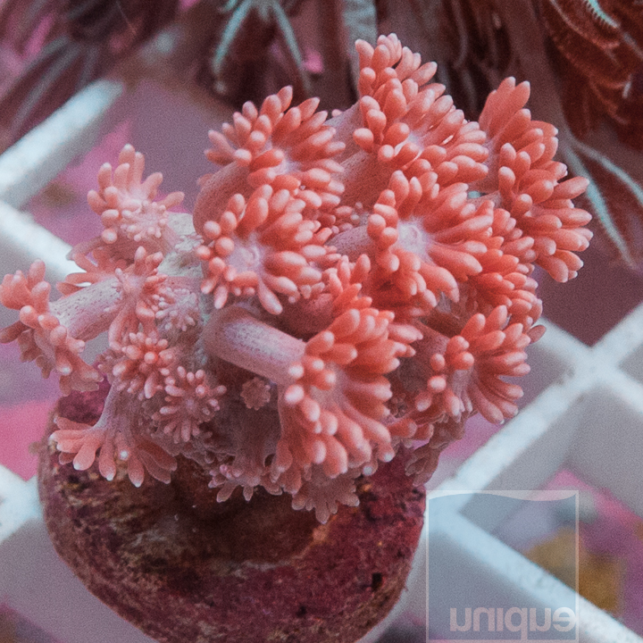 MS-pink-goniopora-ultra-30.jpg