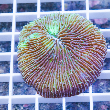 MS-plate coral 38 66.jpg