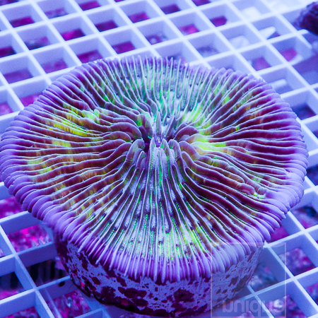 MS-plate coral 69 149.jpg