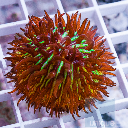 MS-plate coral 9 29.jpg