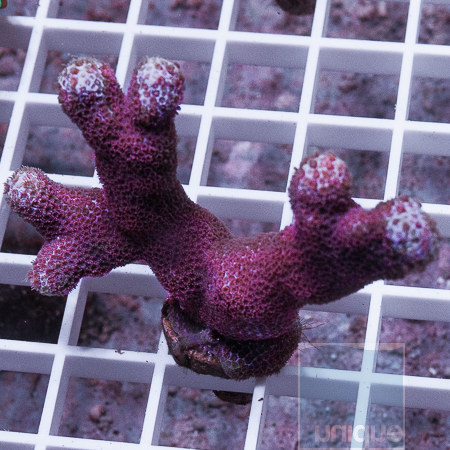 MS-purple branching porites 26 39.jpg