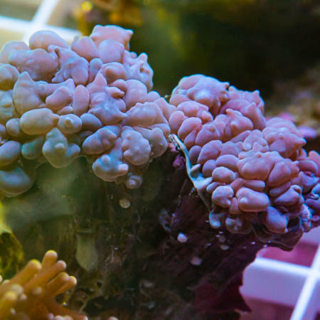 MS-Purple bubble coral 99 69.jpg