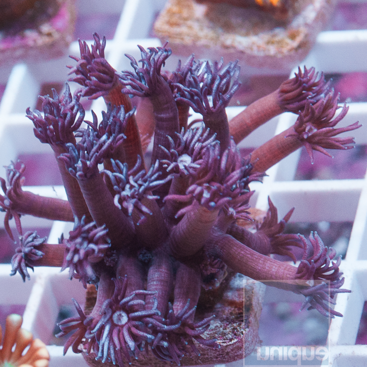 MS-purple-goniopora-25.jpg