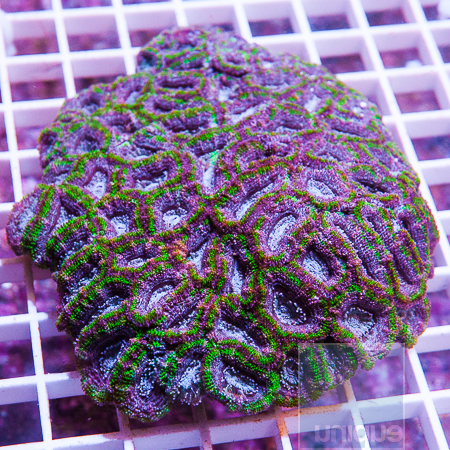 MS-purple-green-acan-125-210.jpg