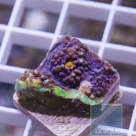 MS-purple panther echinopora 49 79.JPG