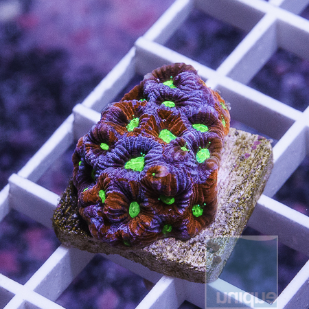 MS-purple splash war coral 29 39.JPG