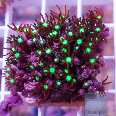MS-Purple star polyps 14 22.jpg