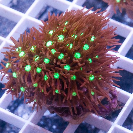 MS-Purple star polyps 8 22.jpg