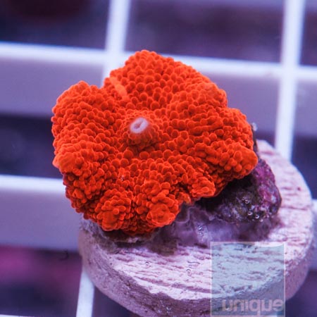 MS-red mushroom 39 59.JPG
