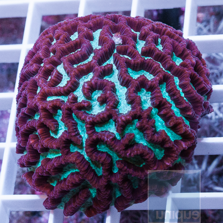MS-teal-maze-coral-49-69.jpg