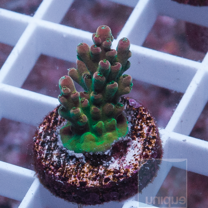 Unique Corals Anniversary R2R Live Sale- April 28th 9am-9pm PST ...