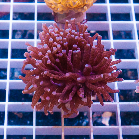 MS-Torch coral 19 59.jp.jpg