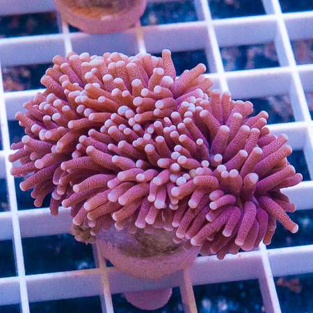 MS-Torch coral 36 79.jp.jpg