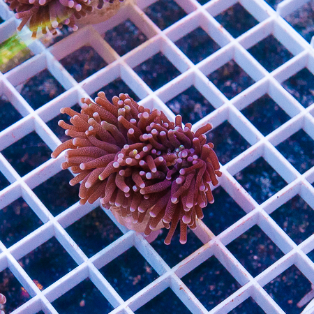 MS-Torch coral 39 59.jp.jpg