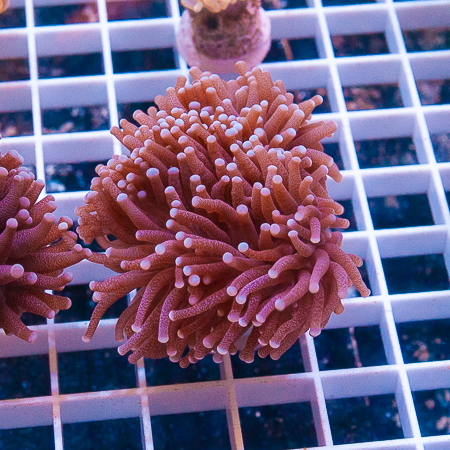MS-Torch coral 39 69.jp.jpg
