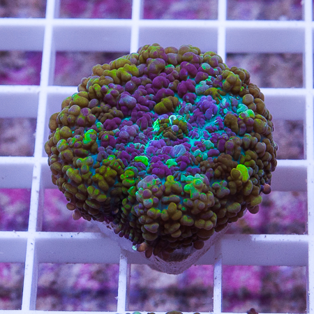 MS-Tricolor bubbly mushroom 66 99..jpg