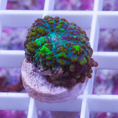 MS-tricolor bubbly mushroom 66 99.jpg