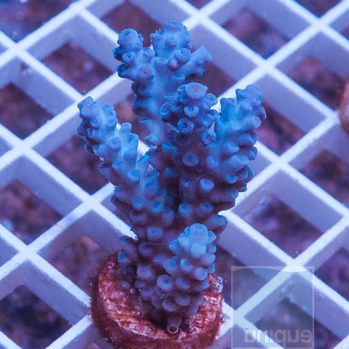 MS-ultra-blue-vermiculata-50.jpg