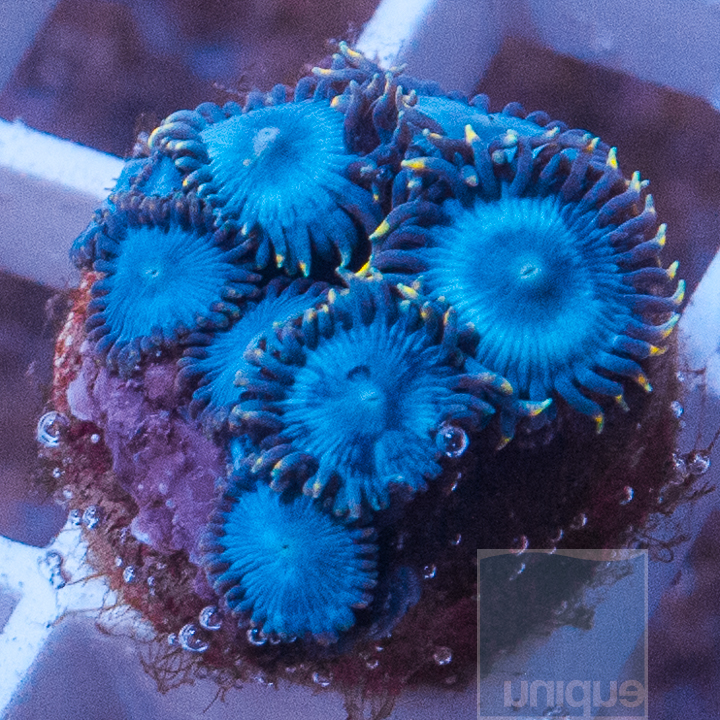 MS-ultra-blue-zoanthids-25.jpg