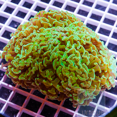 MS-ultra hammer coral 99 149 (2).jpg