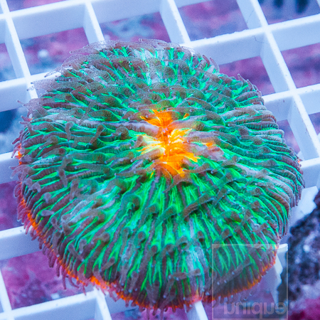 MS-Ultra plate coral 129 189.jpg