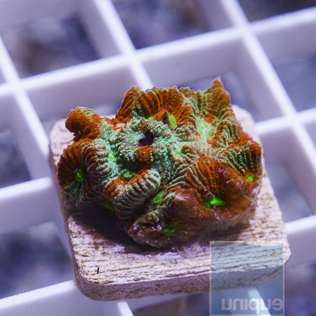 MS-war coral 16 29.JPG