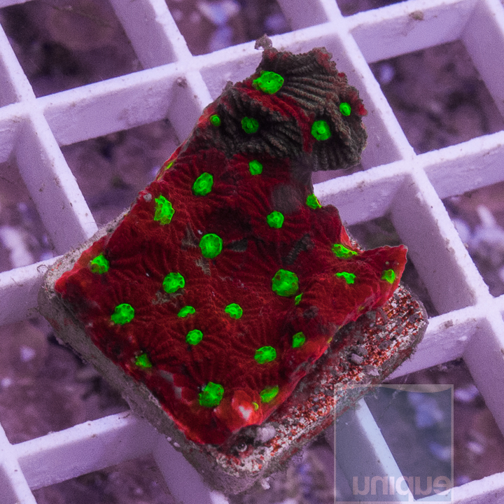 MS-war-coral-20 (1).jpg