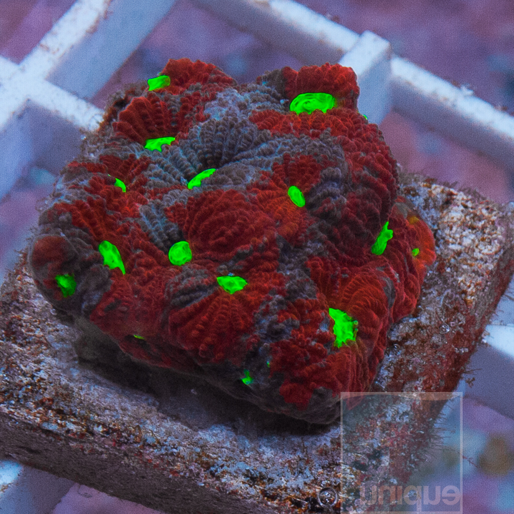 MS-war-coral-20.jpg
