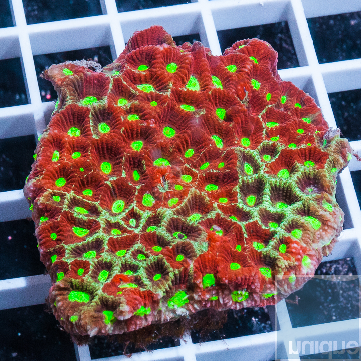 MS-war coral 49 89.jpg