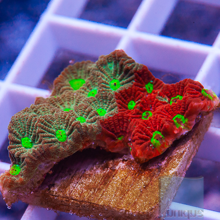 MS-War coral 5 29.jpg