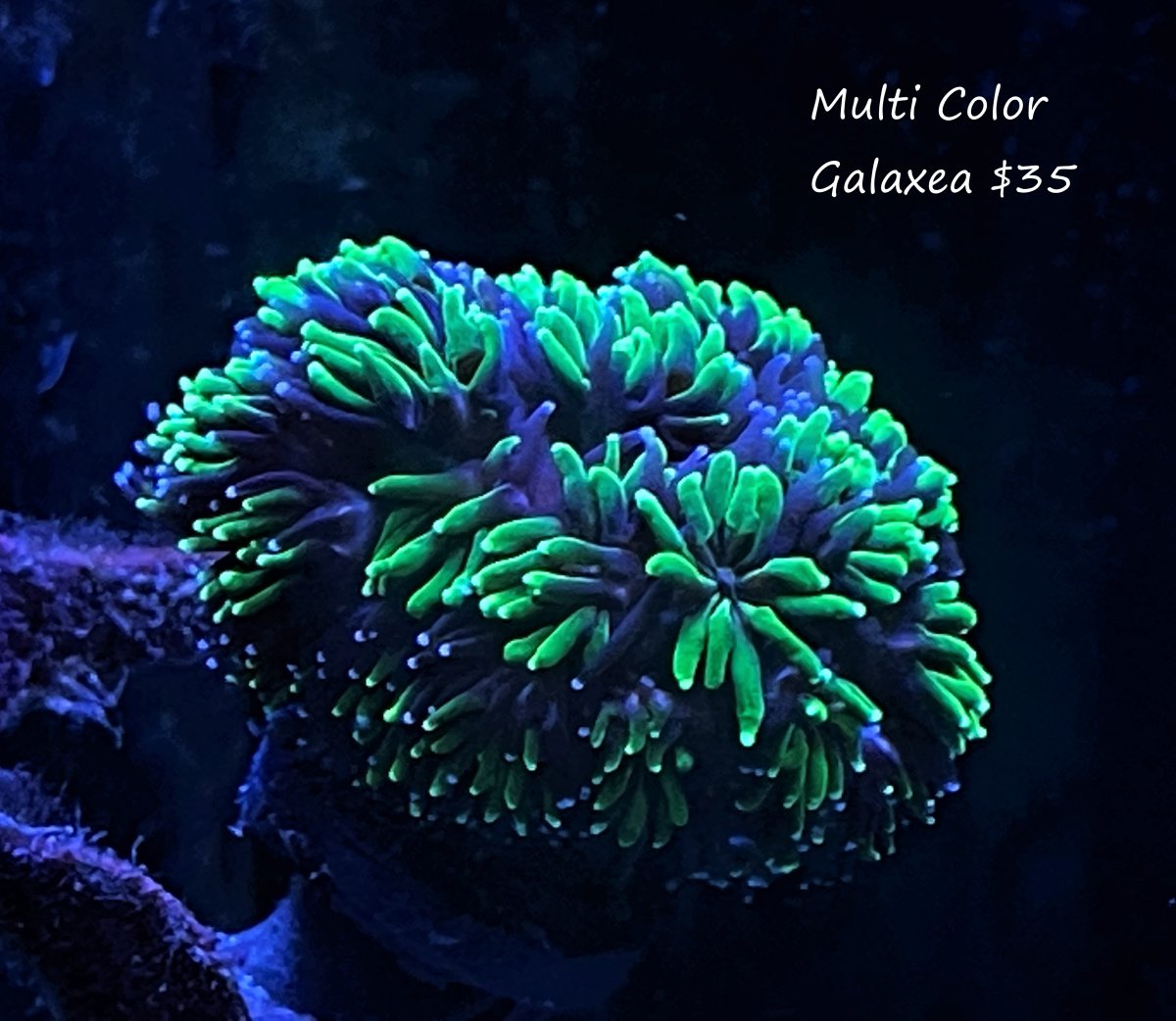 multi color galaxea $35.jpg