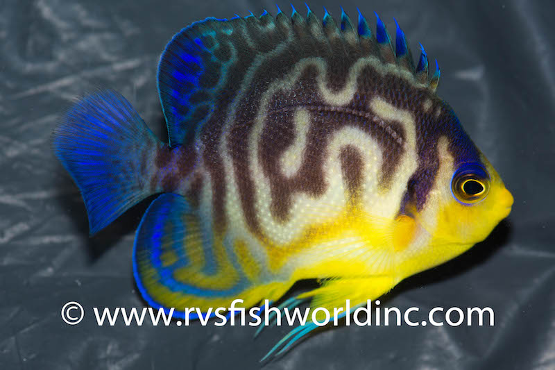 multibar-venustus-hybrid-angelfish-3.jpg