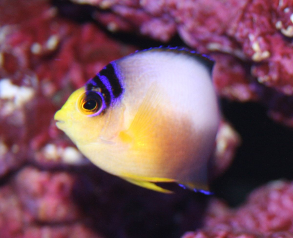 Multicolor 1.JPG