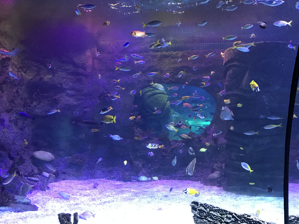 multifish.jpg