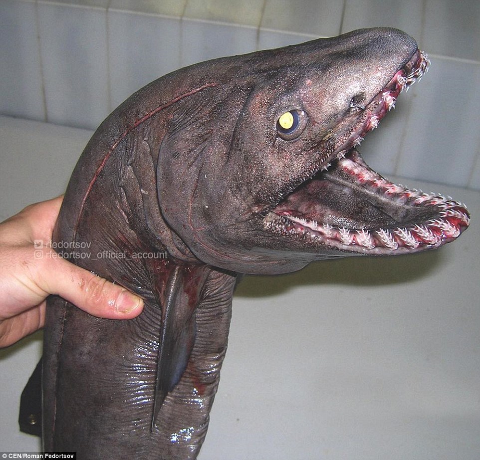 Murmansk eel like shark P.jpg