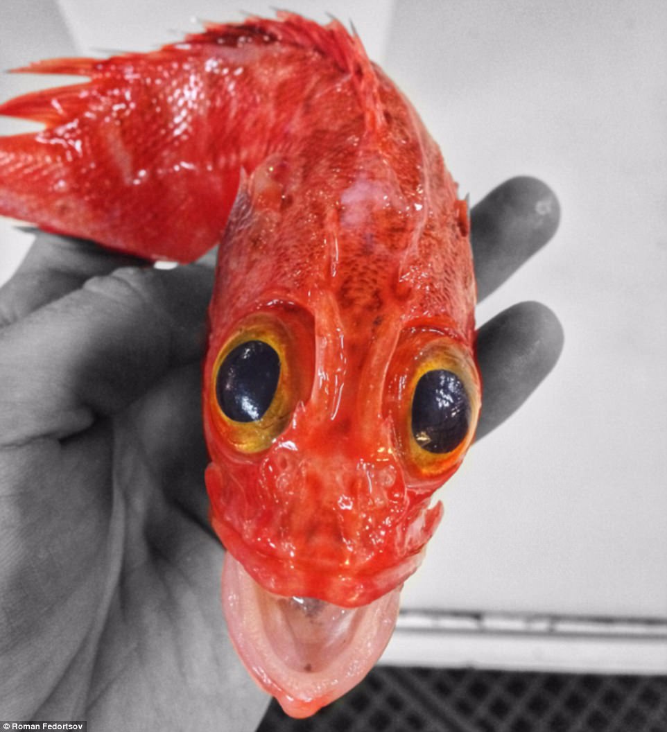 Murmansk Red fish Z1.jpg