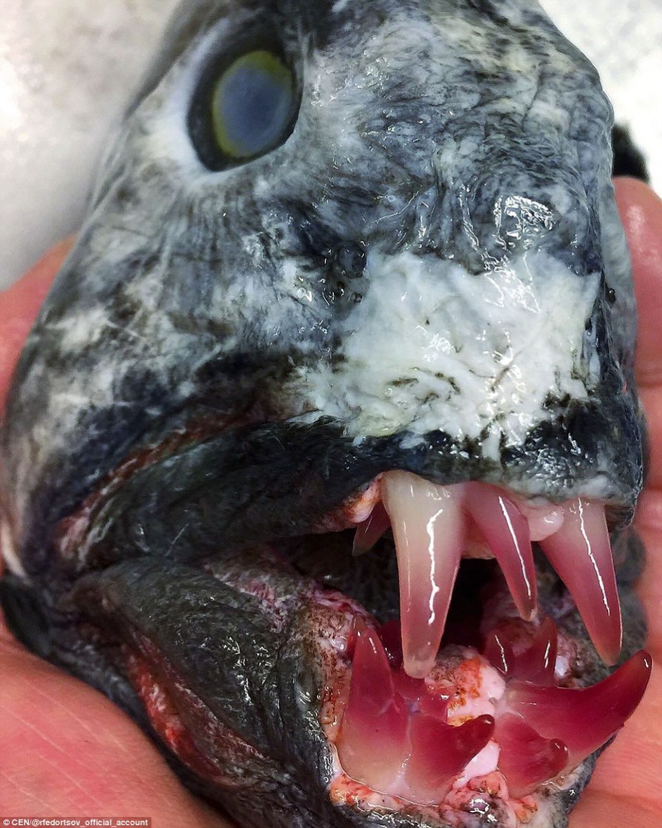 Murmansk Wolf fish Q.jpg