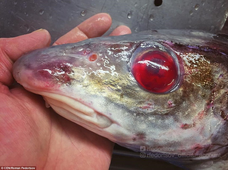 Murmansk Zombie Fish A.jpg