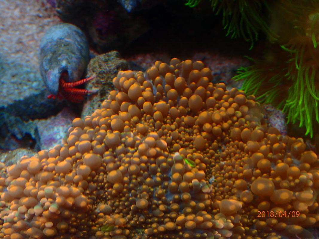mushroom-3.jpg