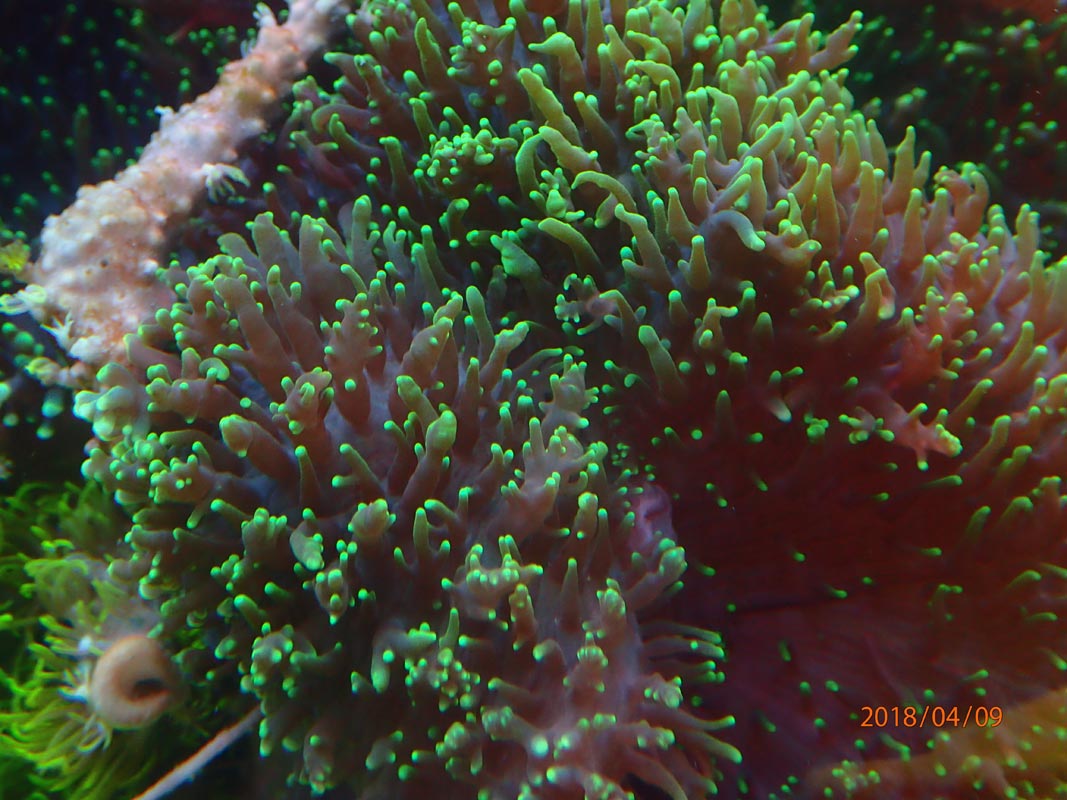 mushroom-4.jpg
