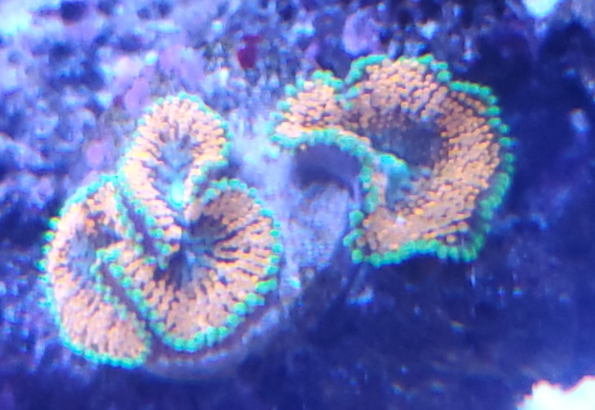 Mushroom 5.jpg