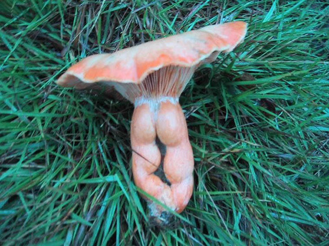 mushroom-butt2.jpg