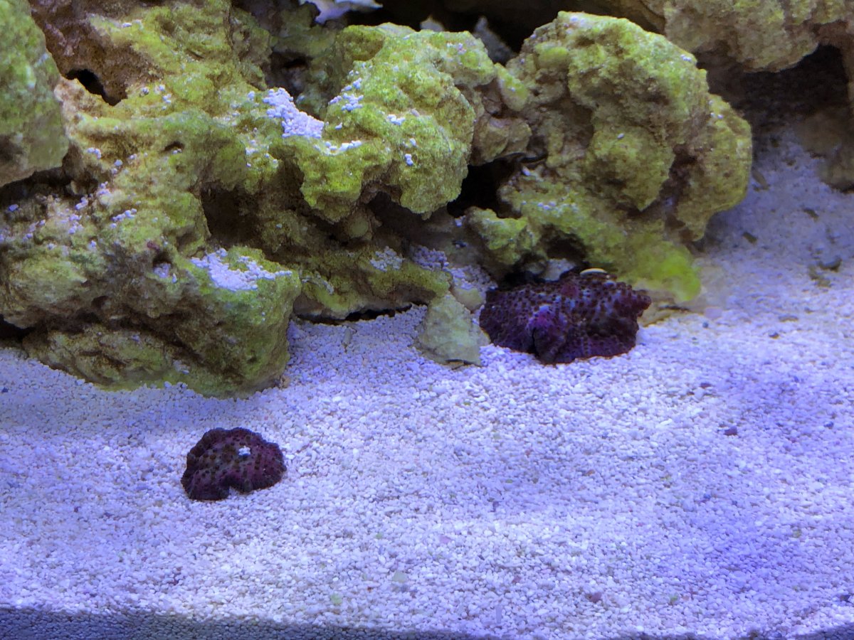 Mushroom Coral 1-22-22.jpeg