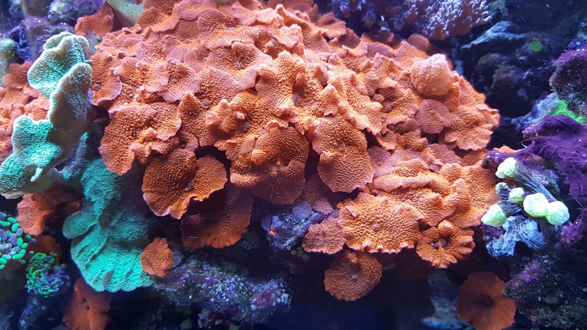 How to kill mushroom corals | REEF2REEF Saltwater and Reef ...