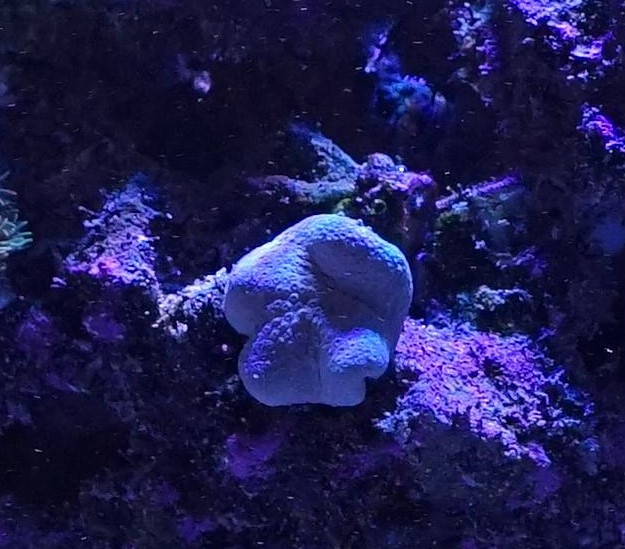mushroom.jpg