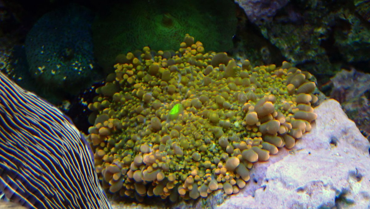 mushroom.jpg