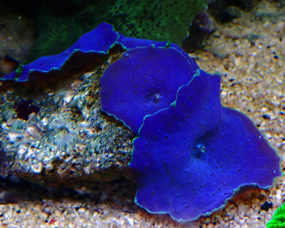 mushroom.jpg