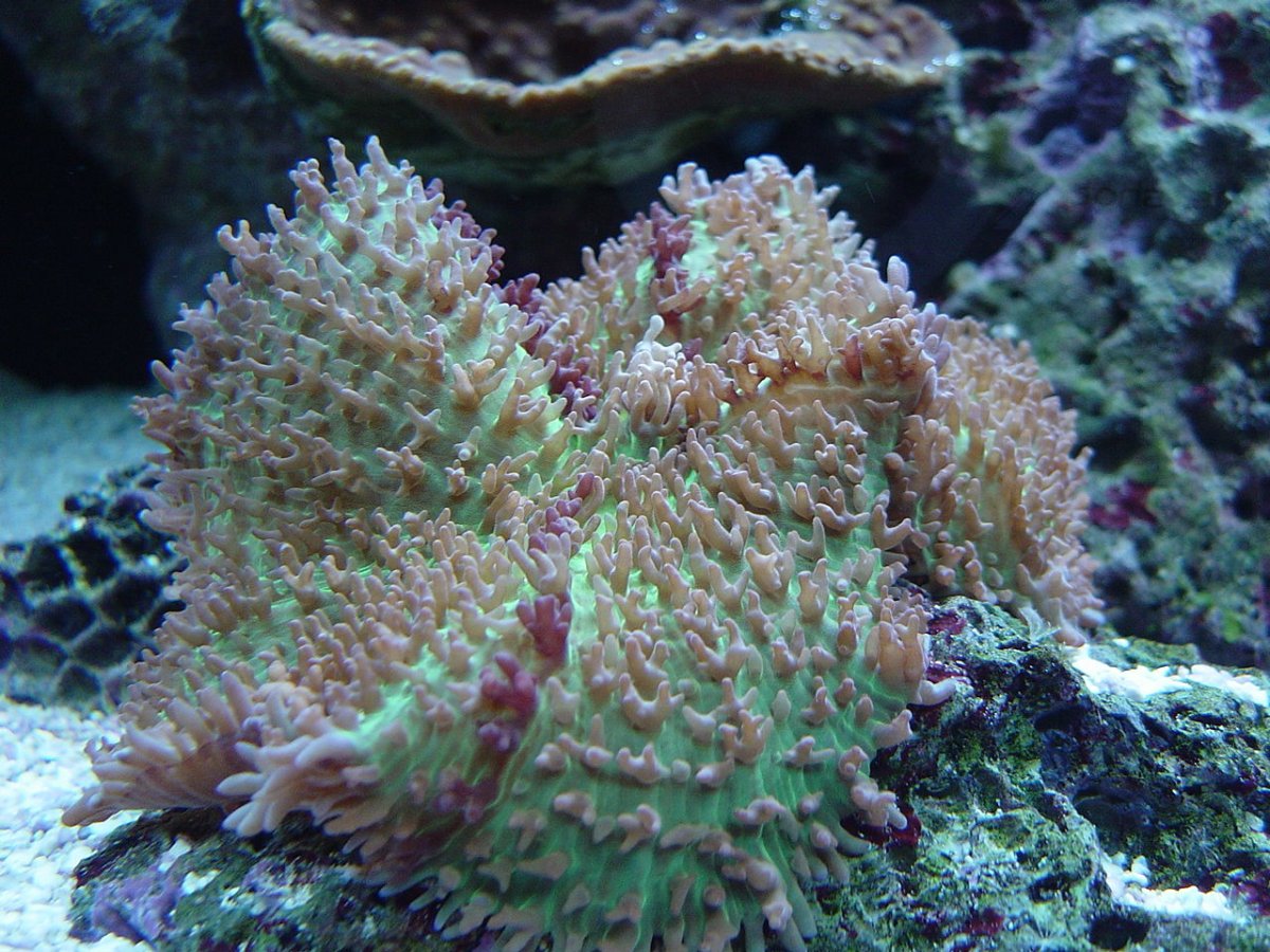 mushroom.jpg
