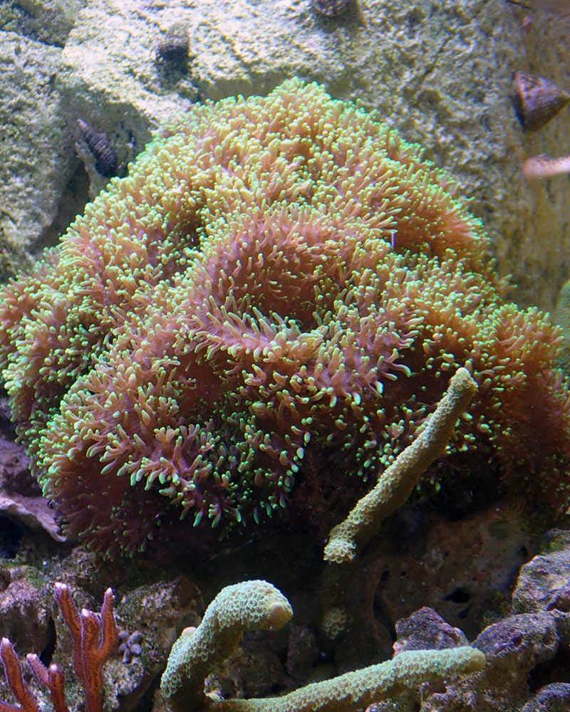 mushroom.jpg