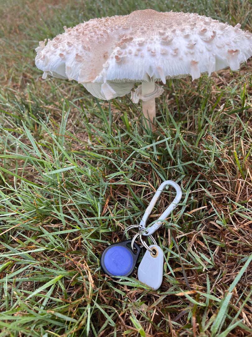 Mushroom.jpg